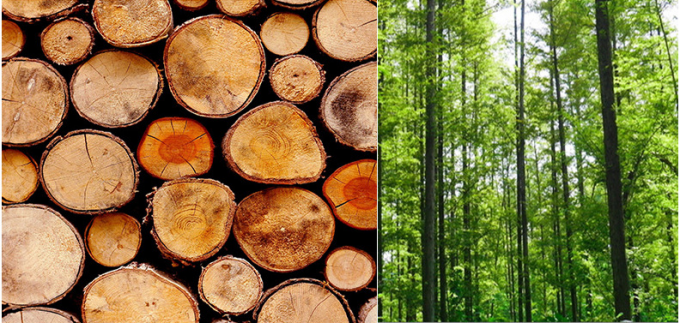 35gsm 40gsm Good breakage resistance FDA Hamburger paper for food packing