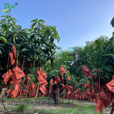 56g Một mặt sáp giấy màu đỏ và đen cho túi trồng xoài, giấy bảo vệ trái cây chống thời tiết